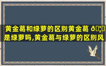 黄金葛和绿萝的区别黄金葛 🦋 是绿萝吗,黄金葛与绿萝的区别风水上的作用